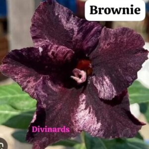 Rosa do deserto Brownie