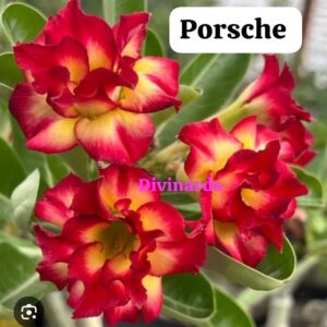 Rosa do deserto Porsche, enxertada com tamanho do enxerto de 20cm à 30cm