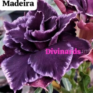 rosa do deserto madeira