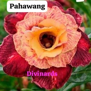 rosa do deserto pahawang