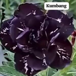 Rosa do deserto Kumbang