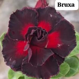 Rosa do deserto Bruxa