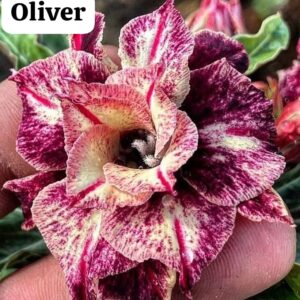 Rosa do deserto Oliver