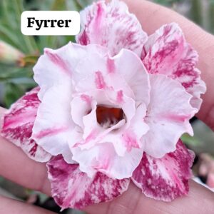 Rosa do deserto Fyrrer