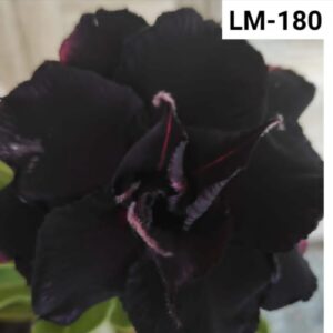 Rosa do deserto LM 180