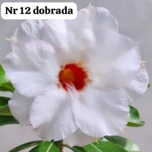 Rosa do deserto NR 12 dobrada