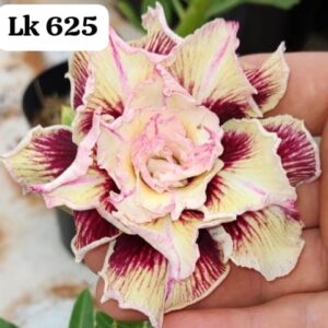 Rosa do deserto Lk 625