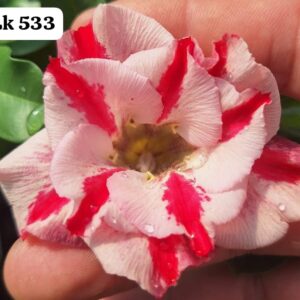 Rosa do deserto LK 533