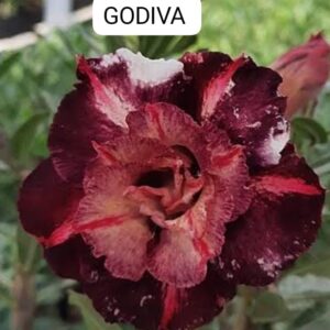 Rosa do deserto Godiva