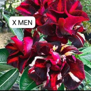 Rosa do deserto X-men
