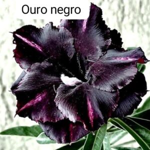 Rosa do deserto Ouro negro