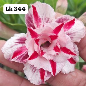 Rosa do deserto Lk 344