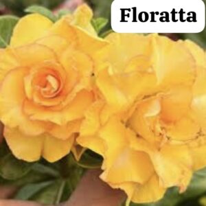 Rosa do deserto florata