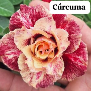 Rosa do deserto Cúrcuma