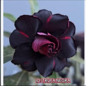 Rosa do deserto Trufa negra