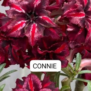 Rosa do deserto Connie