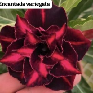 Rosa do deserto Encantada variegata