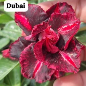 Rosa do deserto Dubai