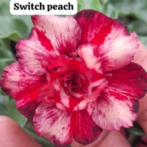 Rosa do deserto Switch peach