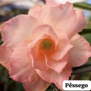 Rosa do deserto pêssego