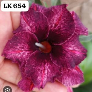 Rosa do deserto LK 654