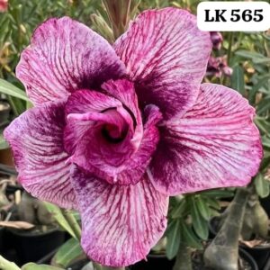 Rosa do deserto  LK 565