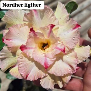 Rosa do deserto Nordher ligther