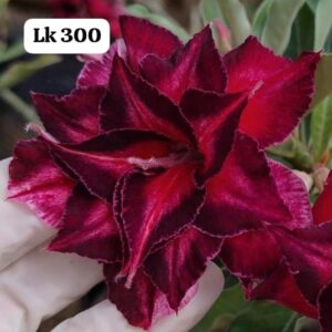 Rosa do deserto LK 300