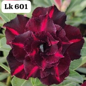 Rosa do deserto LK 601