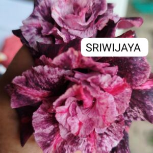 Rosa do deserto Sriwijaya