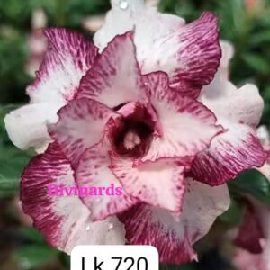 Rosa do deserto LK 720