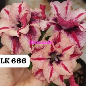 Rosa do deserto LK 666