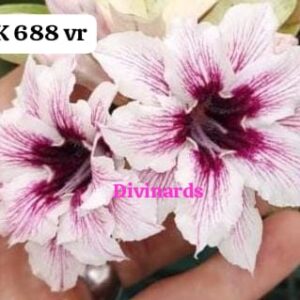 Rosa do deserto LK 688 vr