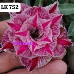 Rosa do deserto LK 752