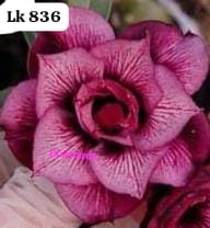 Rosa do deserto LK 836
