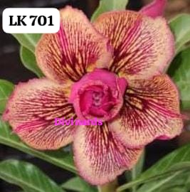 Rosa do deserto LK 701