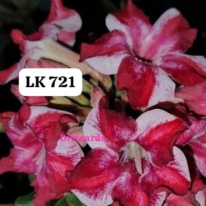 Rosa do deserto LK 721