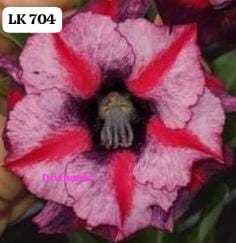 Rosa do deserto LK 704