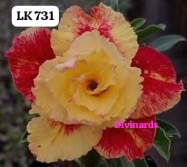 Rosa do deserto LK 731