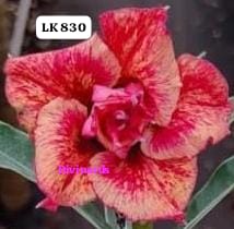 Rosa do deserto LK 830
