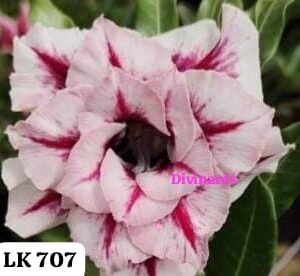 Rosa do deserto LK 707