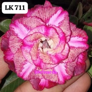 Rosa do deserto LK 711
