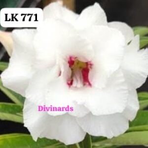 Rosa do deserto LK 771