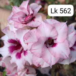 Rosa do deserto  LK 562