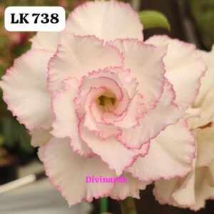 Rosa do deserto LK 738