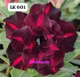 Rosa do deserto LK 601