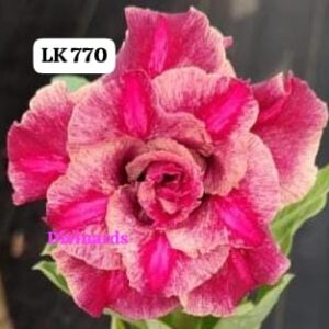 Rosa do deserto LK 770